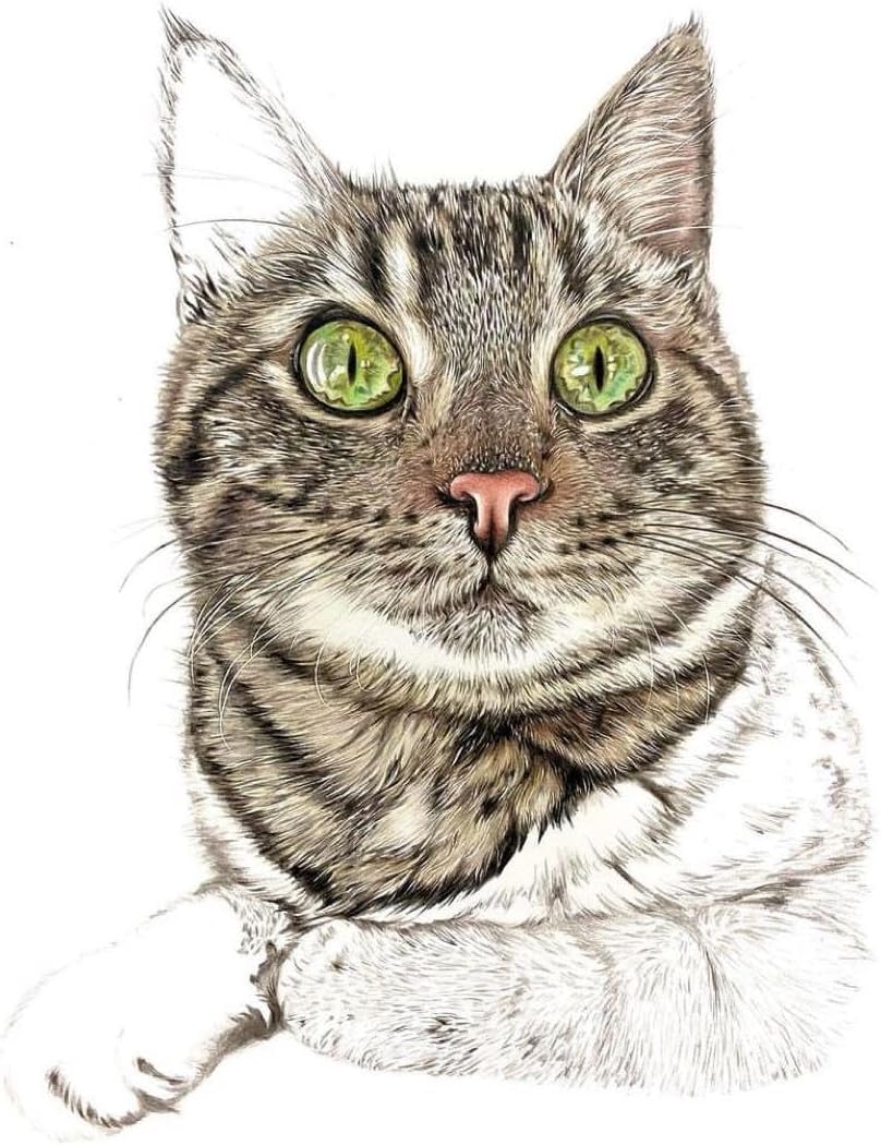 色鉛筆画 キジトラ猫 色鉛筆画 A4キジトラ.67 色鉛筆画 A4キジトラ.67